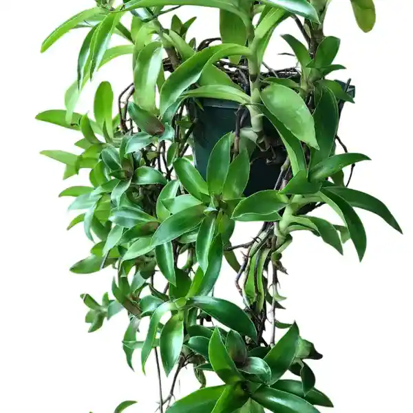 Basket Plant (Callisia fragrans)