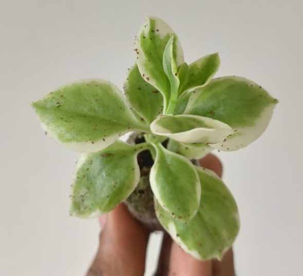 Baby Sunrose 'Variegated'(Heart leaf ice plant) - Image 8