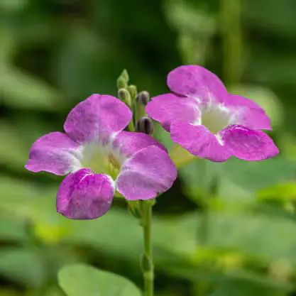 Chinese violet plant
