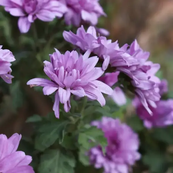 Chrysanthemum violet (Jamanthi)