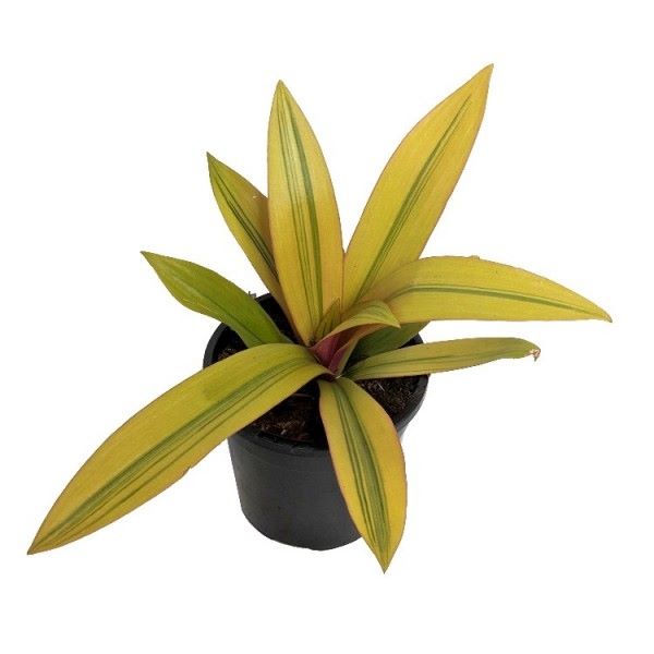 Rhoeo Golden, Rhoeo Spathacea Sitara Gold - Plant - Image 3