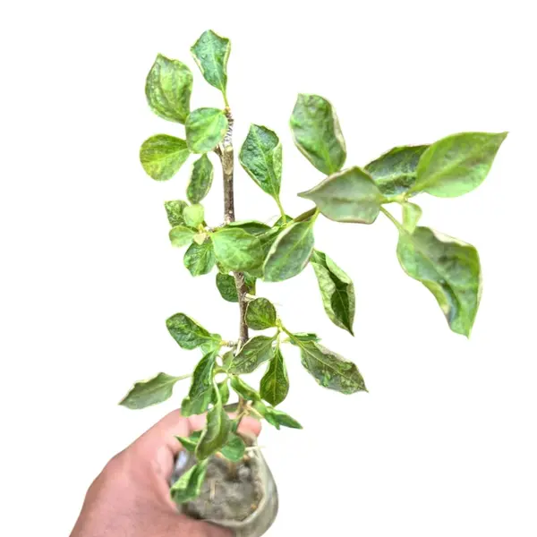 Bougainvillea Black Monalisa