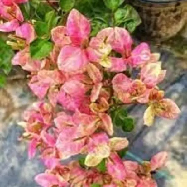 Bougainvillea Black Monalisa