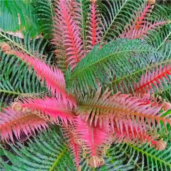 Volcano Fern