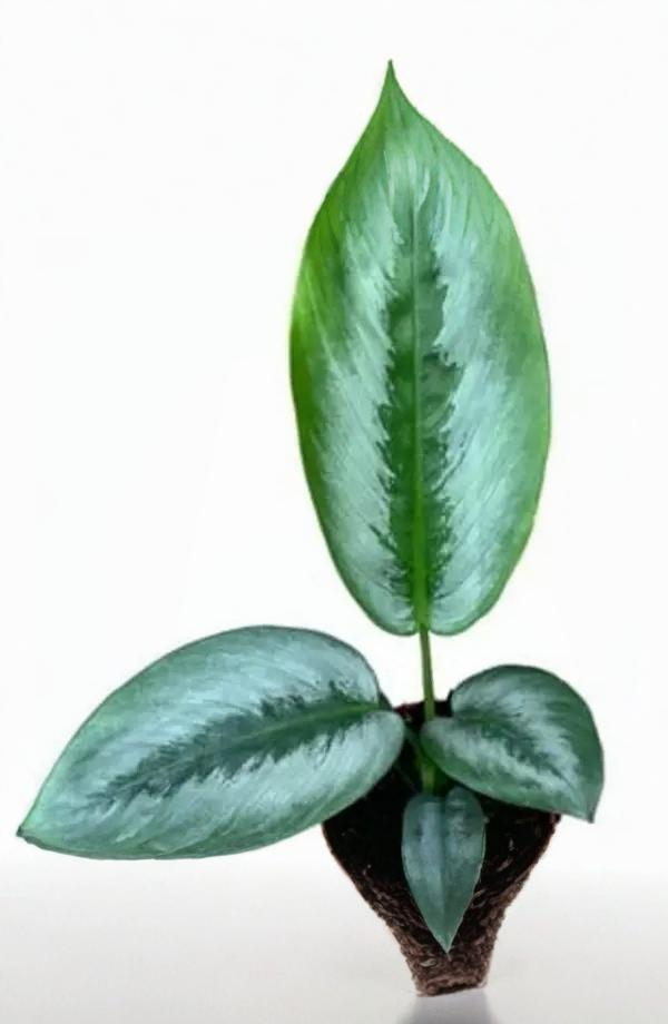 Schismatoglottis sp. Borneo Silver