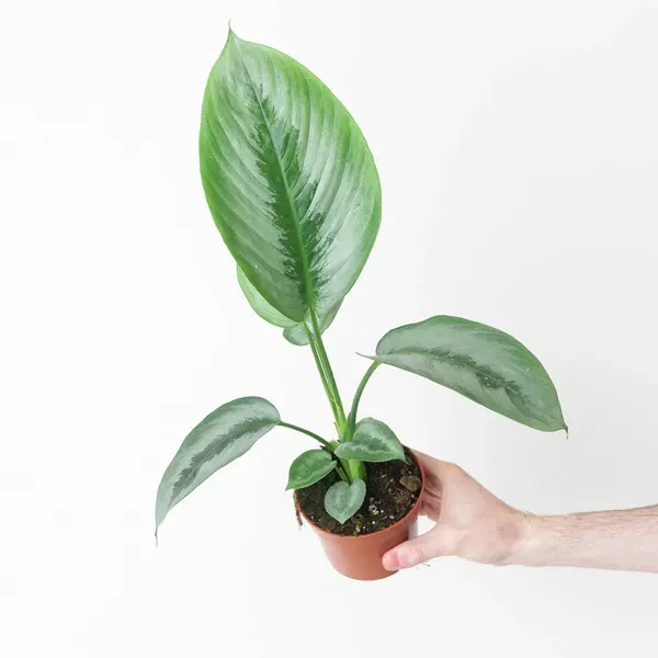 Schismatoglottis sp. Borneo Silver