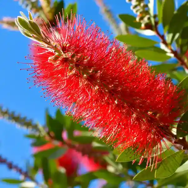 Bottle Brush Red