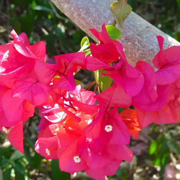 Bougainvillea Royal Dolphin