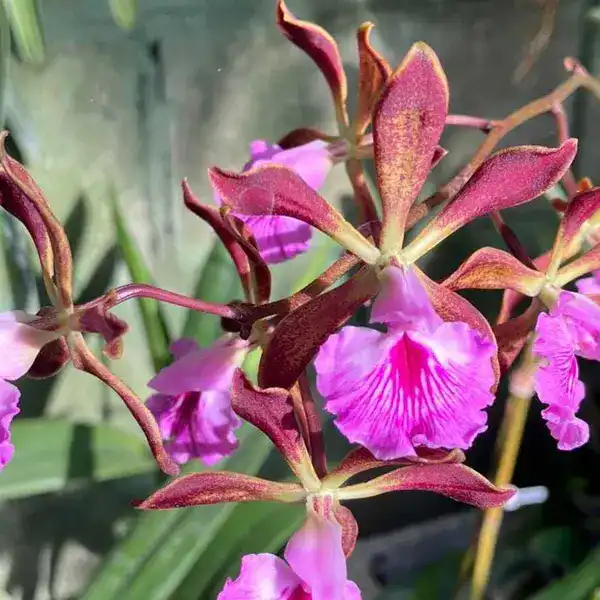 Brassocattleya Jairak Star x Encyclia Randii