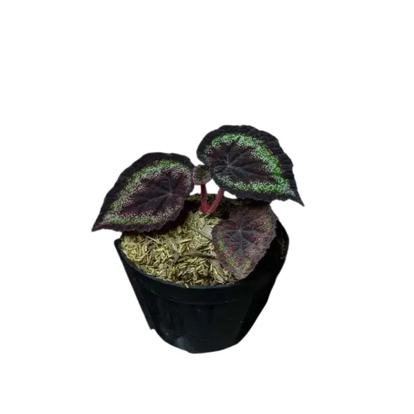 Begonia 'Black Knight'