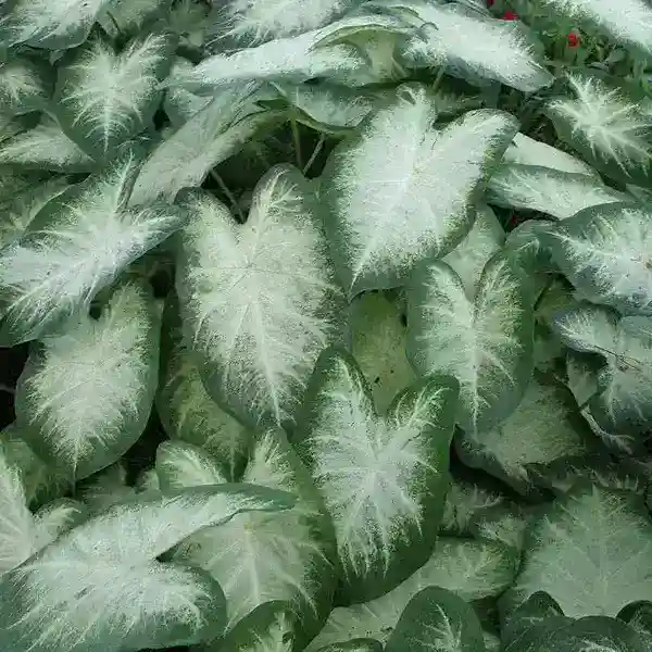 Caladium White Bulb