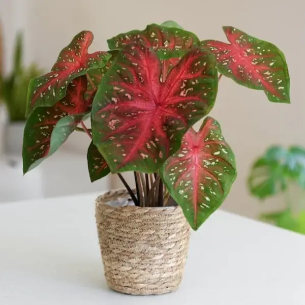 Caladium Red