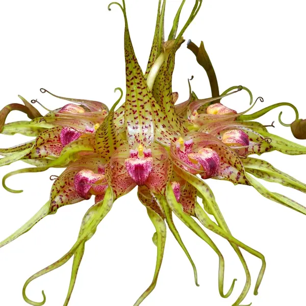 Bulbophyllum Binnendijkii