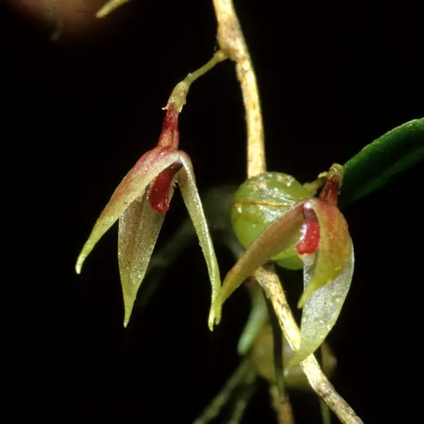 Bulbophyllum Truncatum