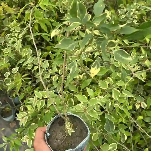 Bougainvillea Butterfly Red