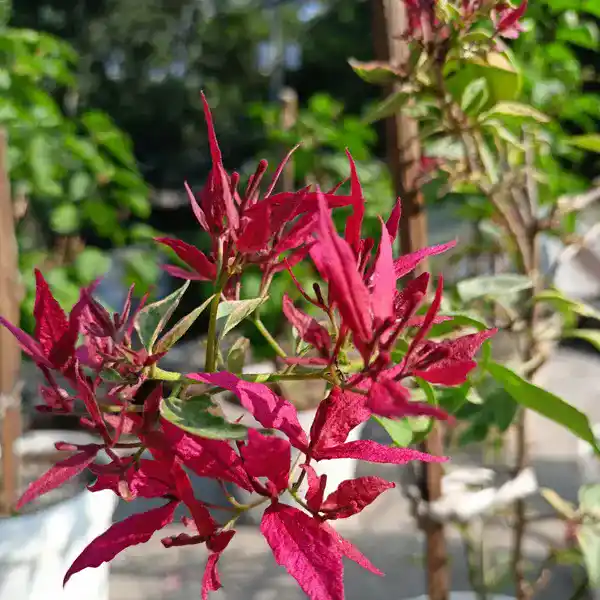 Bougainvillea Butterfly Red