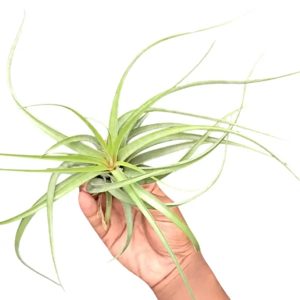 Tillandsia Concolor x Brachycaulos