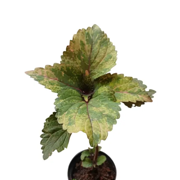 Coleus plant-C 01
