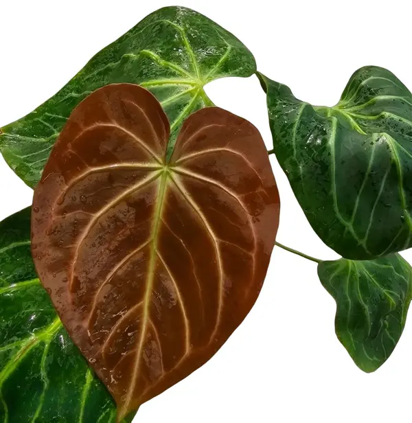 anthurium Portillae x king of spade