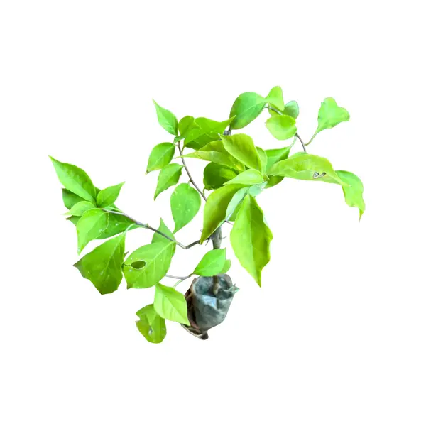 Bougainvillea Chocolate Pink