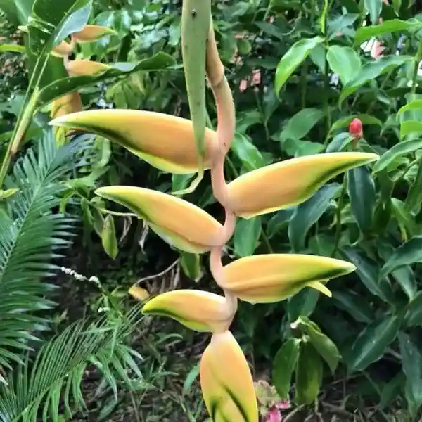 Heliconia Rostrata Gold Peru