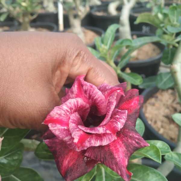Adenium plant 112