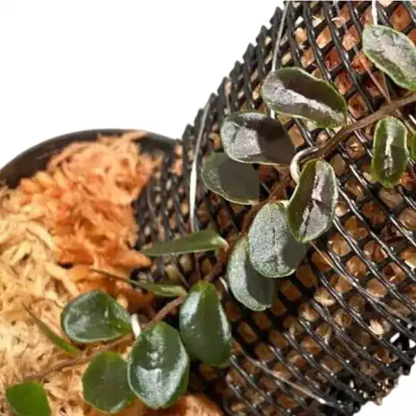 Marcgravia sp. Azreal