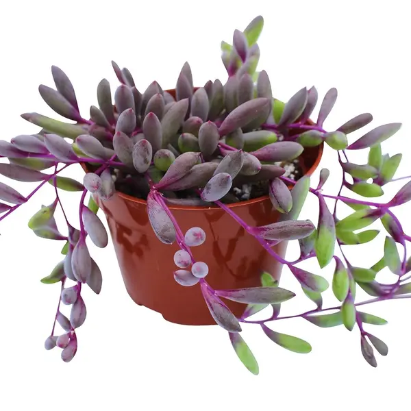Ruby Necklace Plant
