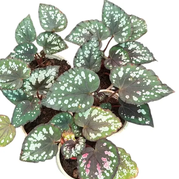 Begonia Mini Merry