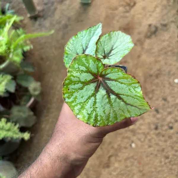 Venetian Red Rex Begonia