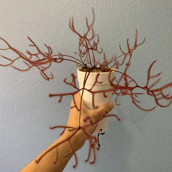 Drosera Binata Multifida