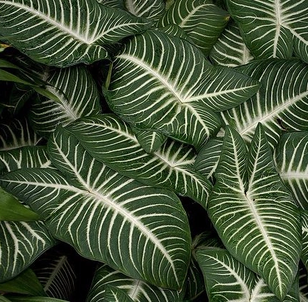 Caladium Lindenii - Image 2