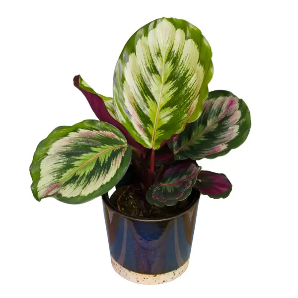 Calathea roseopicta ‘Mysty'