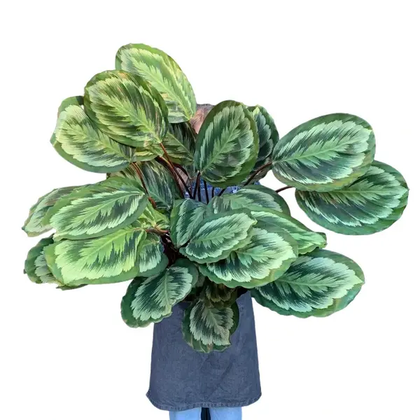 Calathea roseopicta ‘Mysty'
