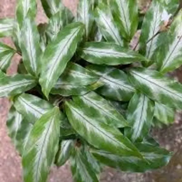 Calathea Micans Silver Stripe