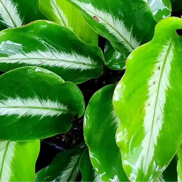Calathea Micans Silver Stripe