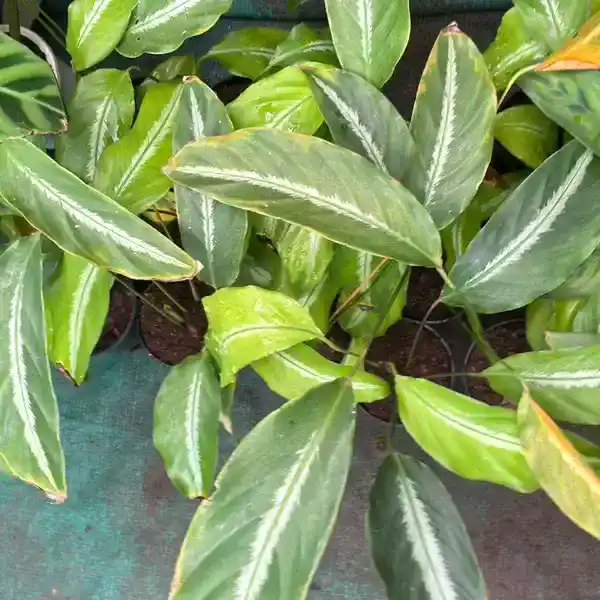 calathea micans silver stripe