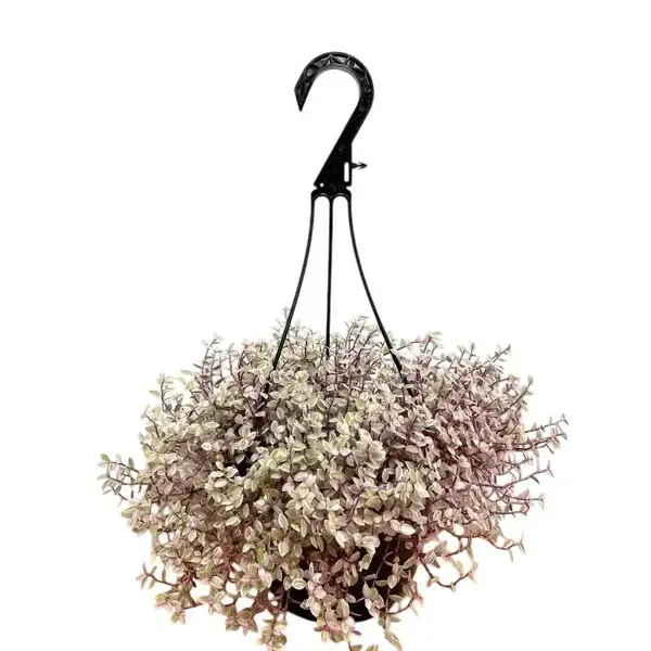 Tradescantia Callisia Pink Passion