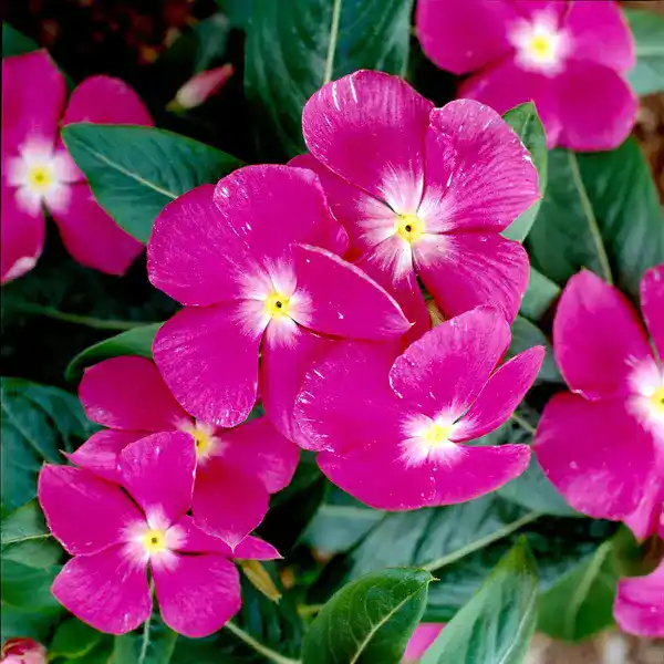 Vinca Plant Pink Flame