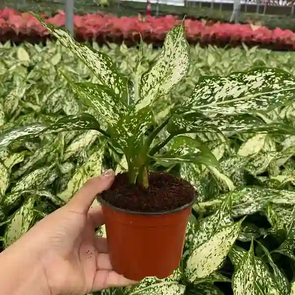 Aglaonema Snow white