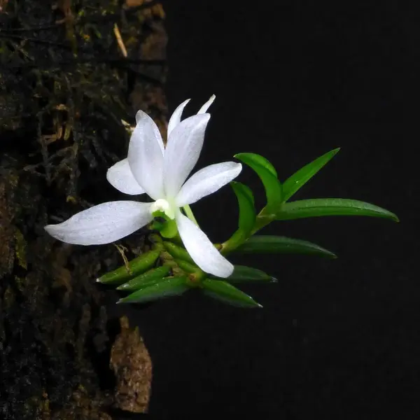 Miniature Orchid Ceratochilus