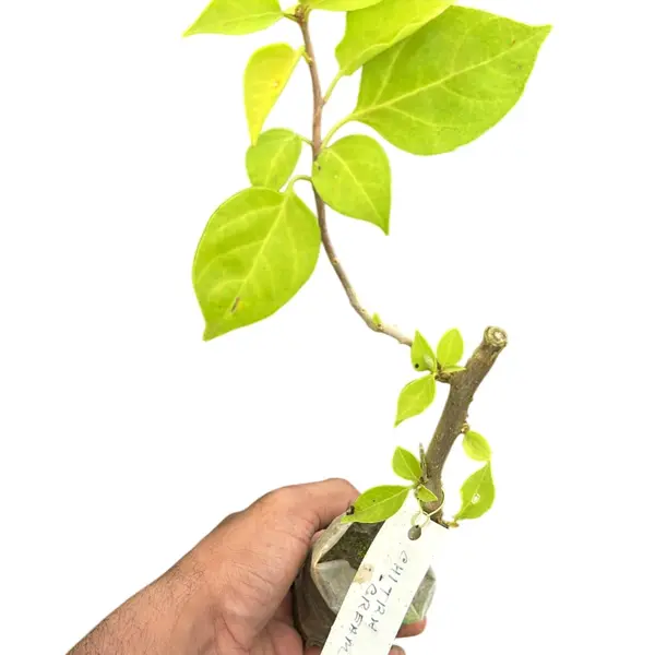 Bougainvillea Chitra Cream