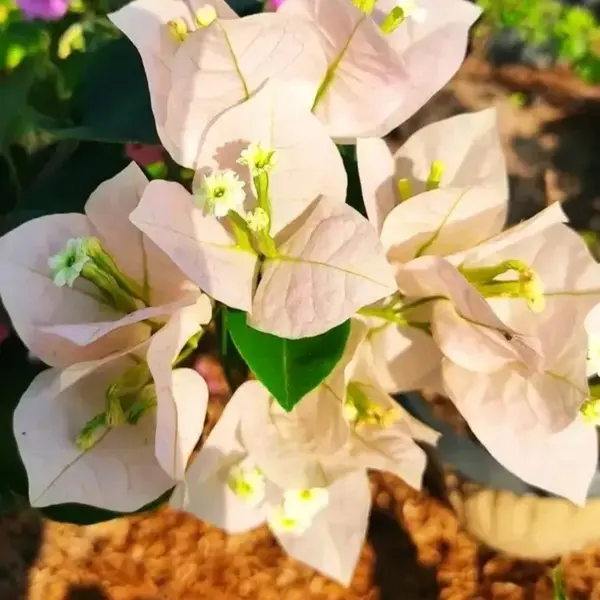Bougainvillea Chitra Cream
