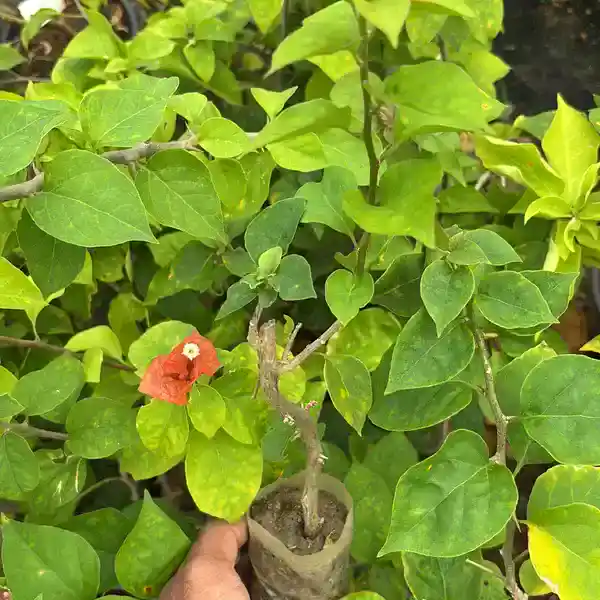 Bougainvillea Chocolate Brown