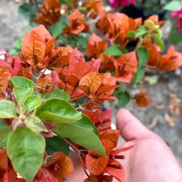 Bougainvillea Chocolate Brown