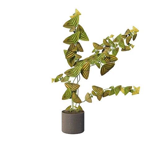 Christia Obcordata Butterfly Plants