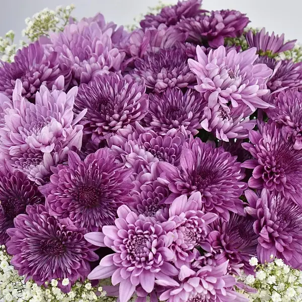 Chrysanthemum violet (Jamanthi)