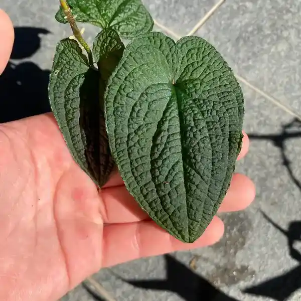 Anthurium Clidemioides