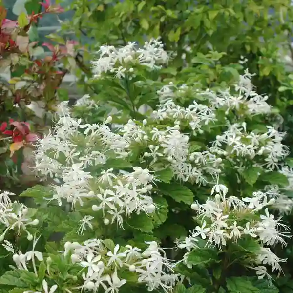 Clerodendrum Calamitosum
