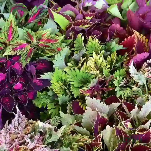 Coleus plant